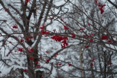 DSC00088.jpg