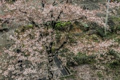 IMG_2988