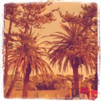 2011年7月8日 (21:36)