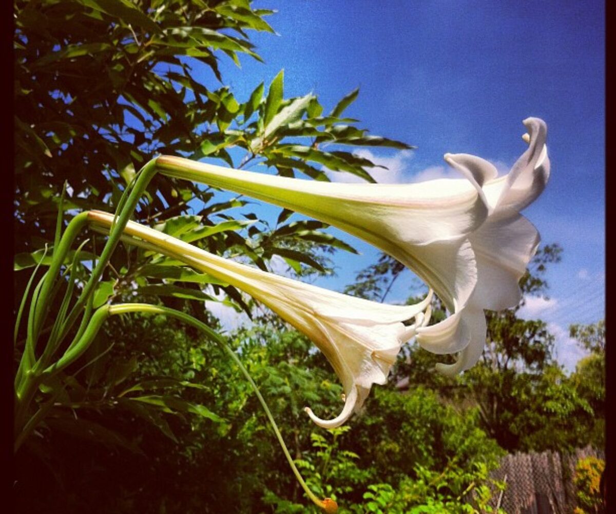 2012年8月26日 (11:37)