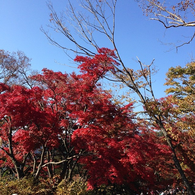 2013年11月17日 (12:11)