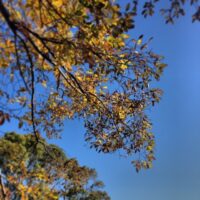 2013年12月15日 (11:43)